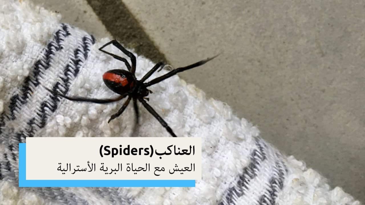 Spiders | Living with Aussie Wildlife (Arabic)