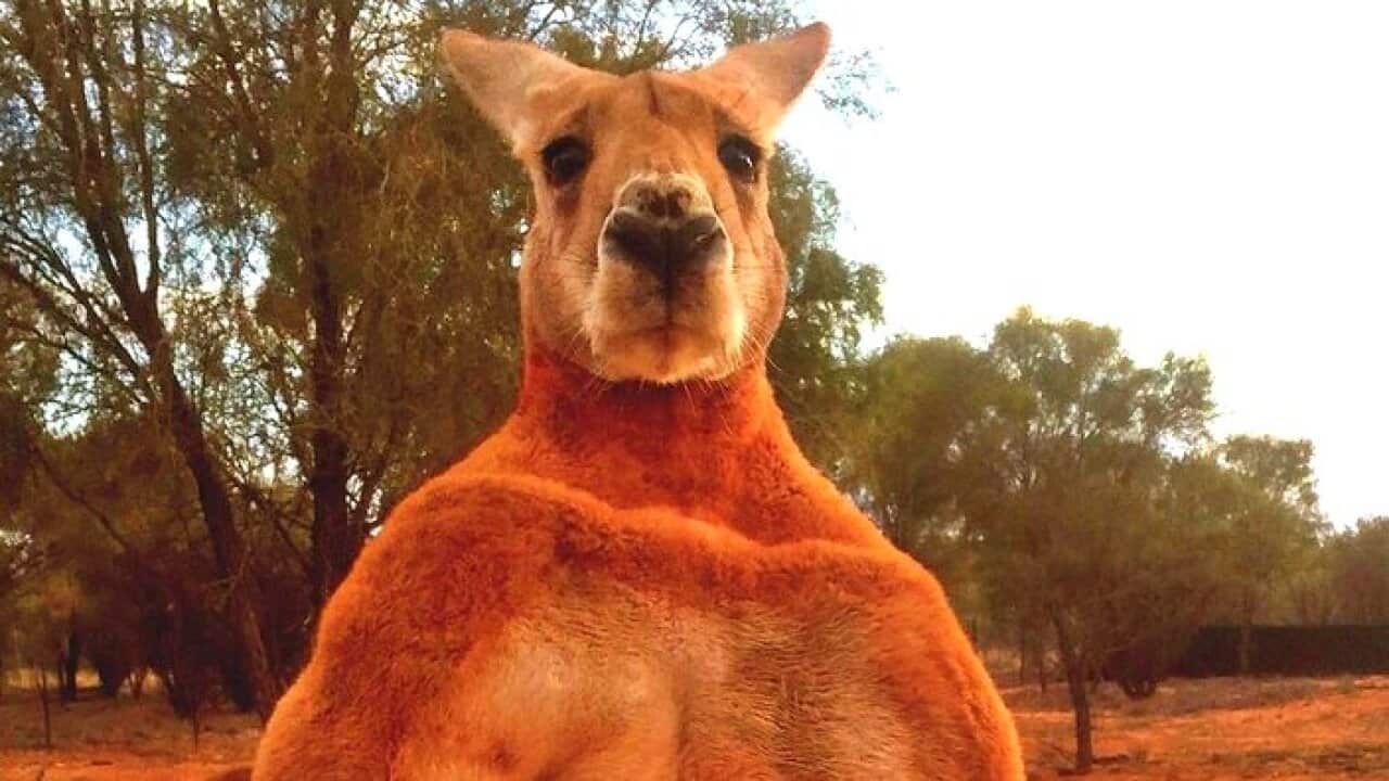 roger kangaroo australia