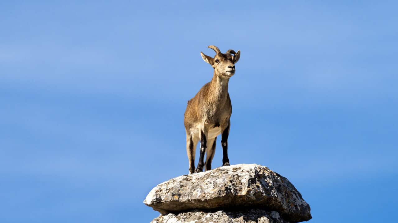 Goat female Spanish Ibex (capra pyrenaica) in a rocky landscape of Torcal de Antequera, Andalusia, Spain