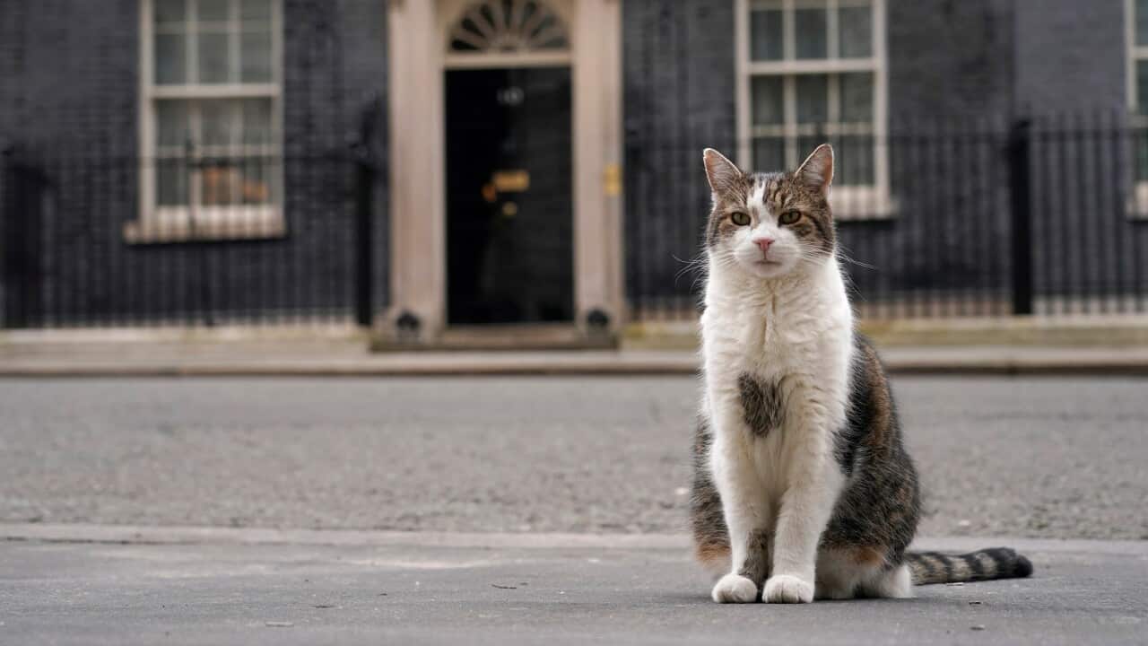 Britain Larry The Cat Photo Gallery