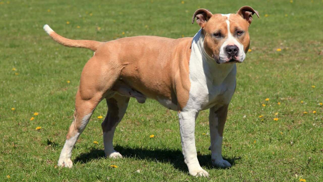American Staffordshire Terriers adult