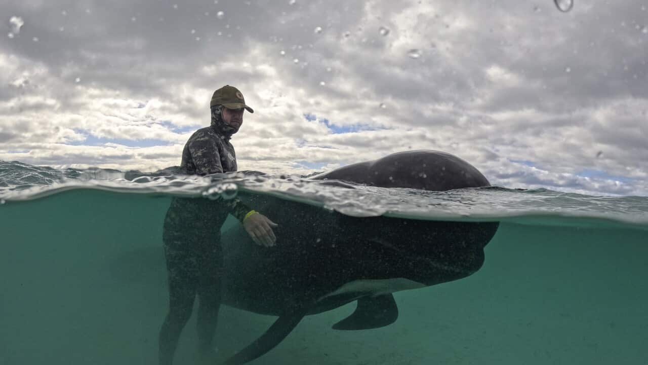 Australia Beached Whales