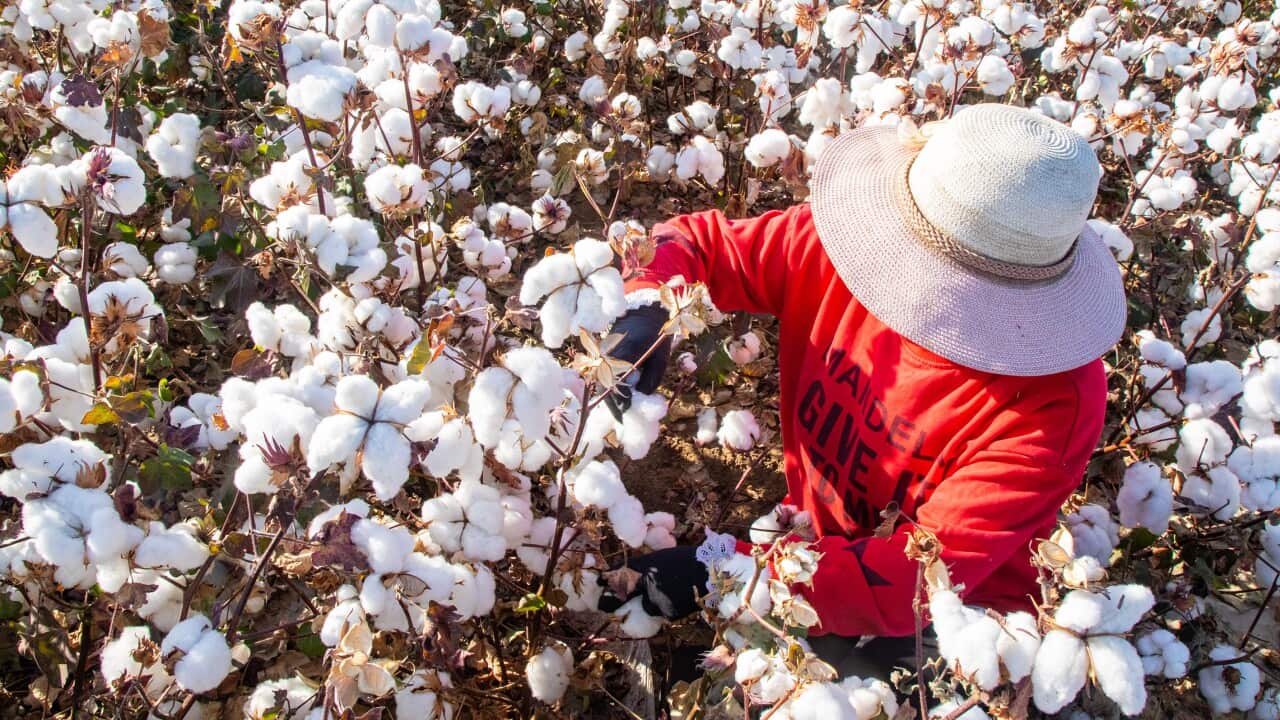 Cotton Harvest In Xinjiang