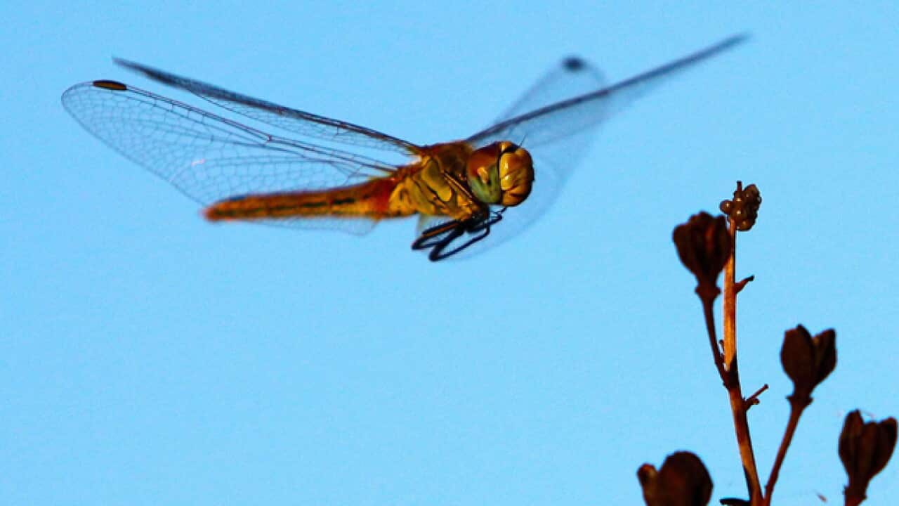 Dragonfly_insect_B_111116_AAP_114863905