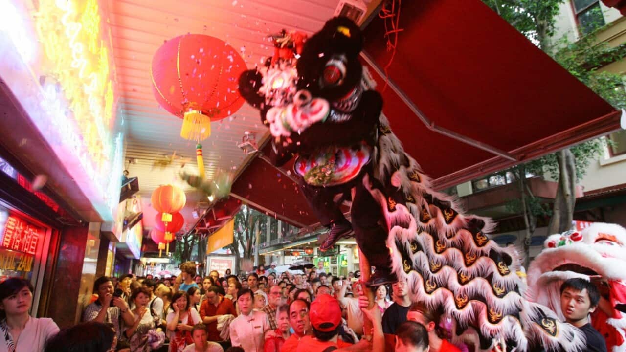 Chinese dancing dragons perform in the Chinese New Year Festival in Sydnehy.