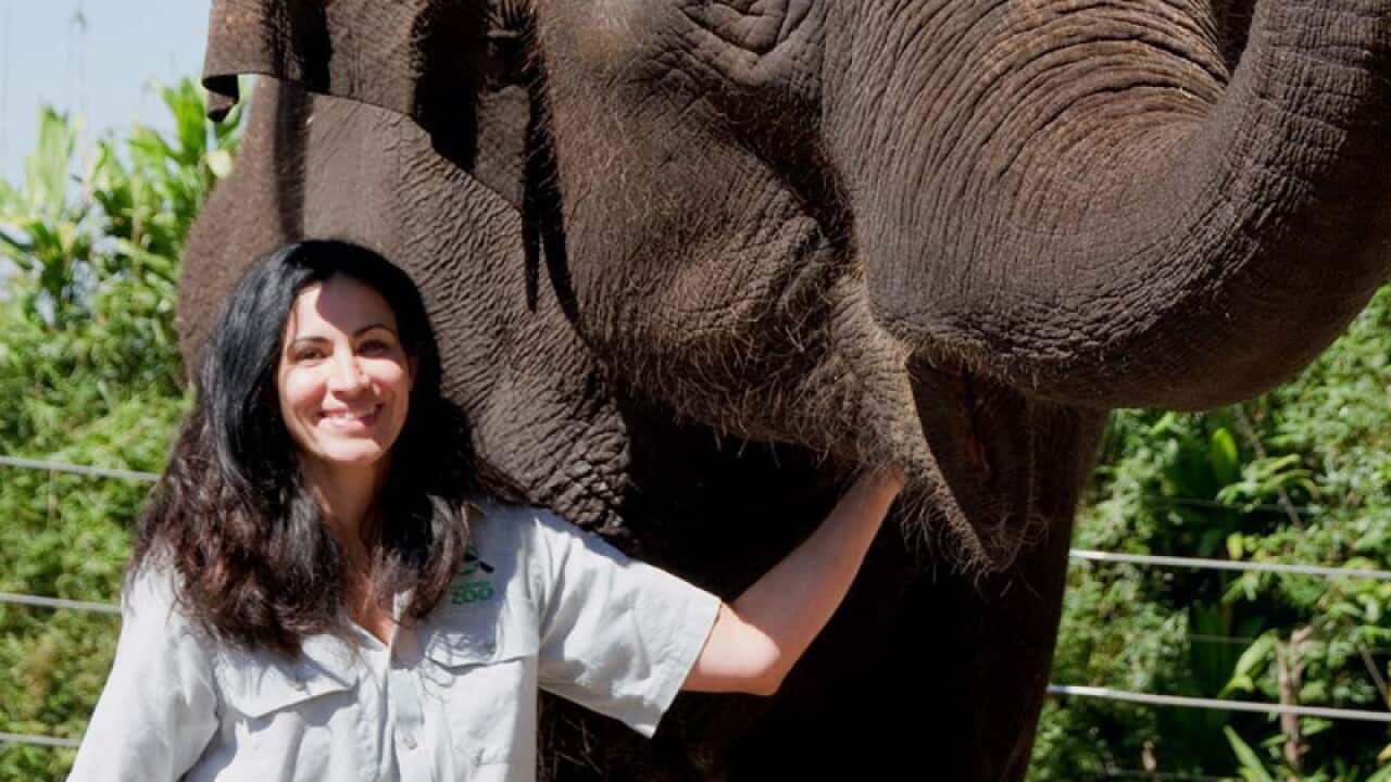 A female keeper is in critical condition after being crushed by an elephant at Sydney's Taronga Zoo.
