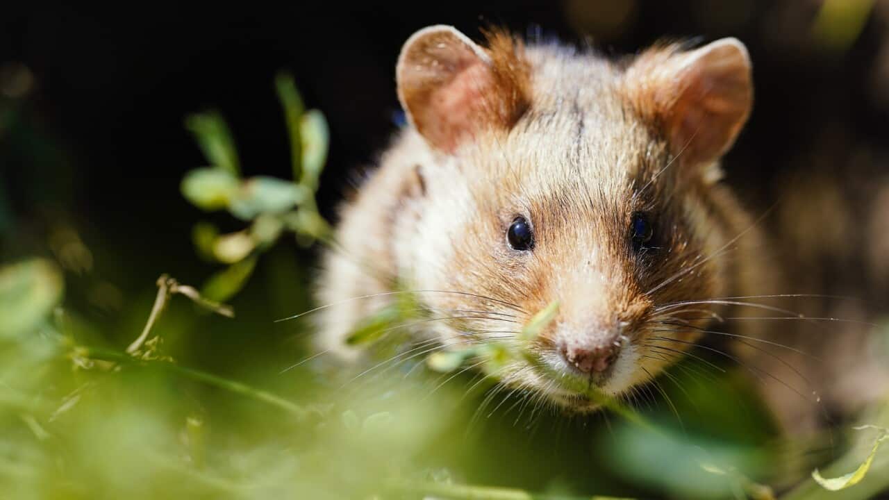 Field hamster