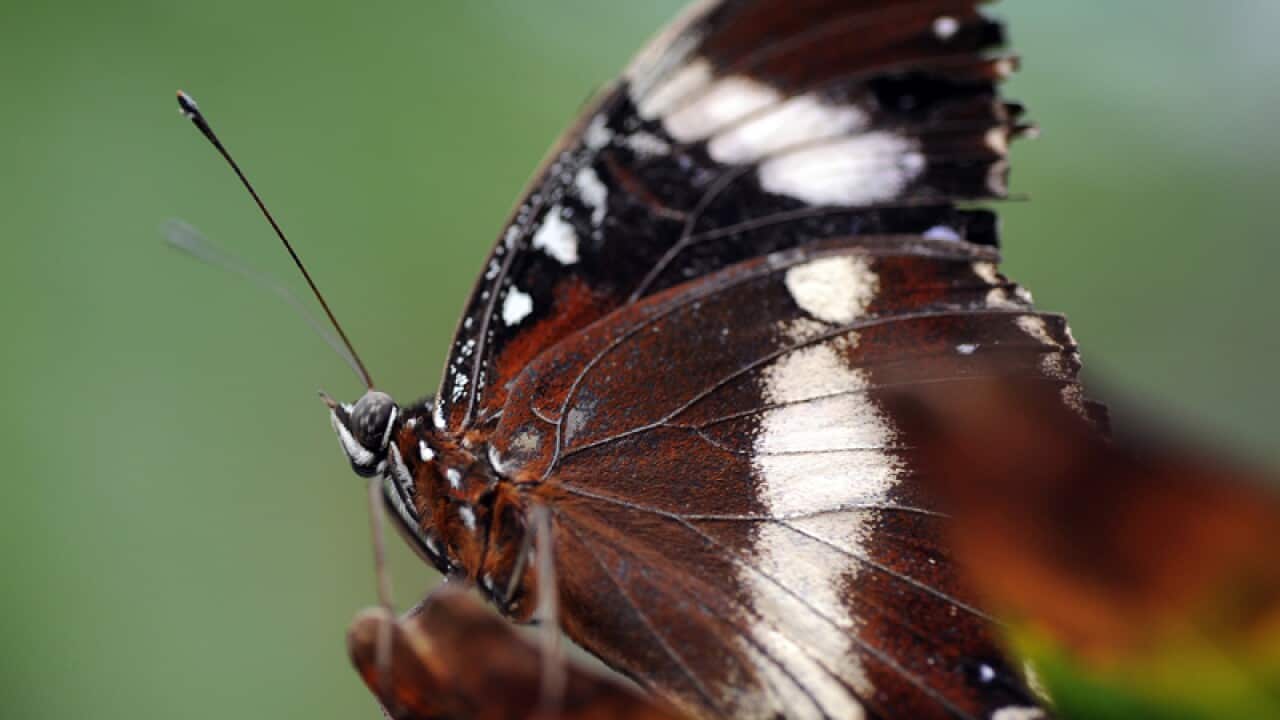 A butterfly