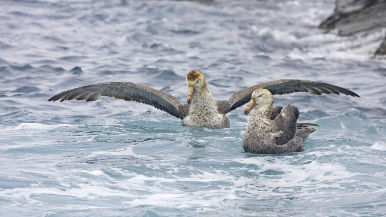 A pair of Northern Giant Petrels, large brown and grey birds with long beaks, sit on moving seawater close to rocks.
