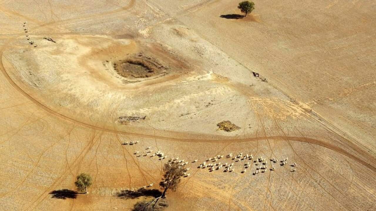 Sheep wander parched land near a dry reservoir on a Condobolin property, 460 kilometers northwest of Sydney.