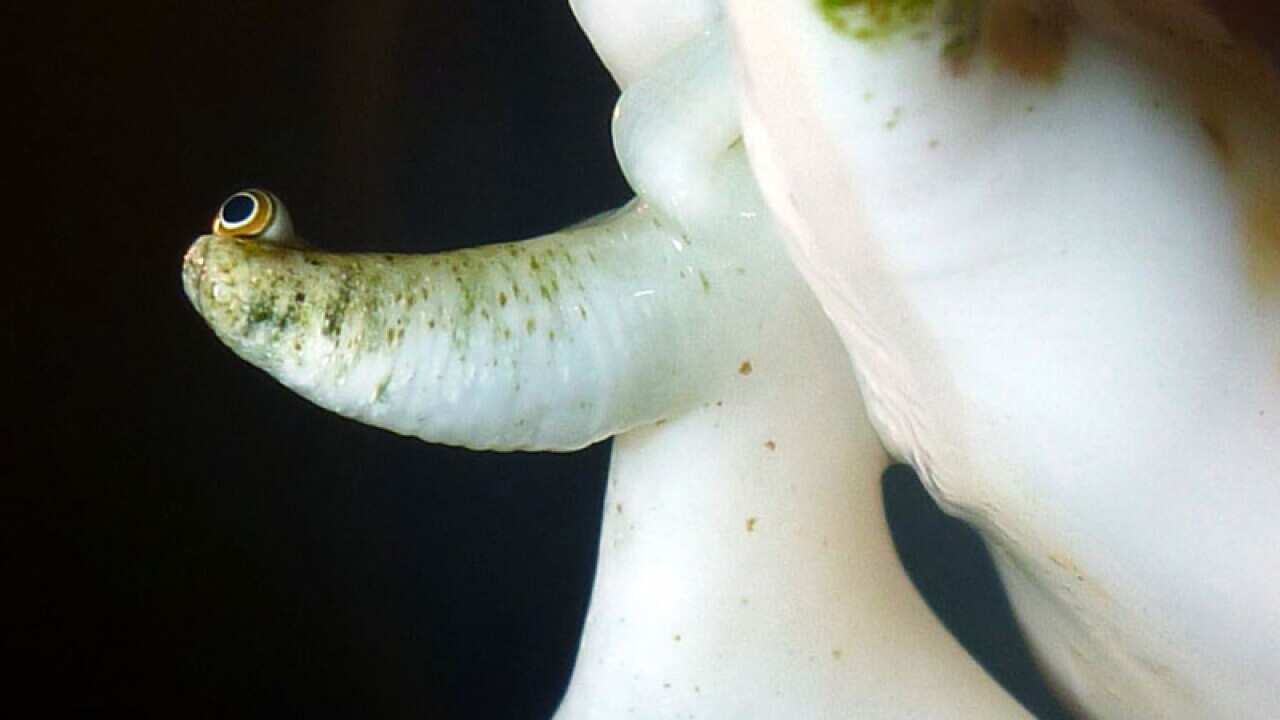 humpback conch snail