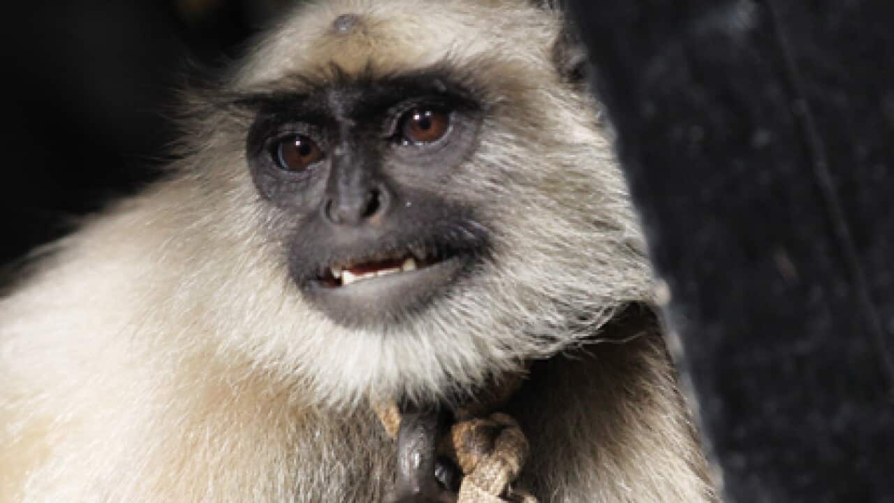 langur_security_monkey_AAP_100929_B_1053180369