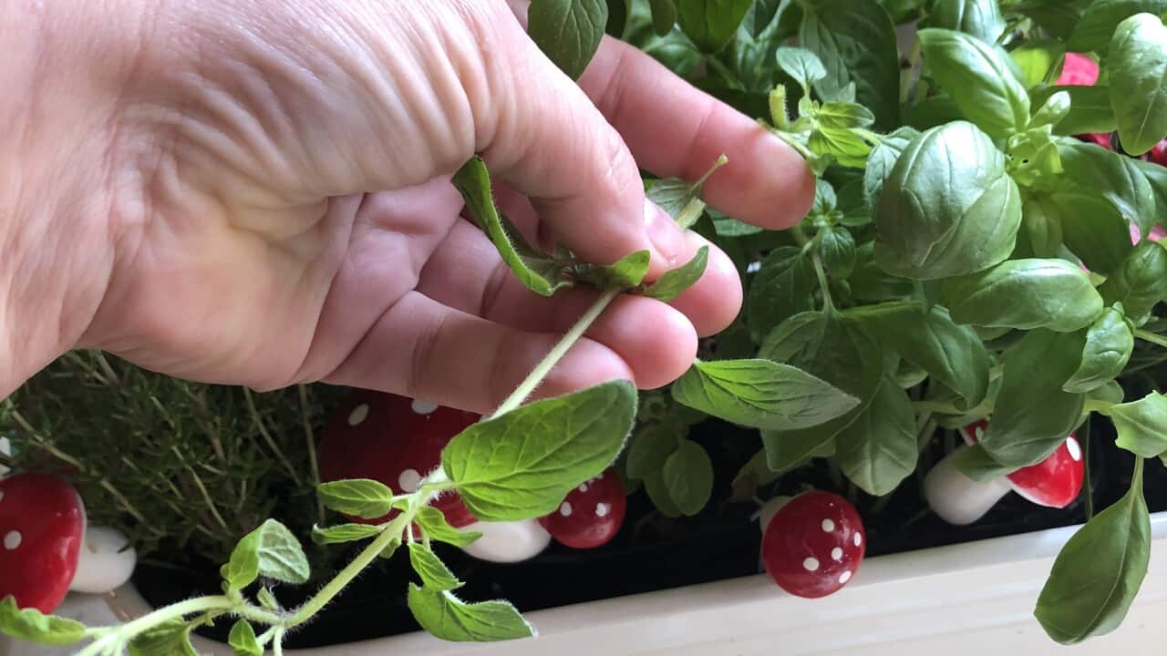 Basil Plants in the kitchen