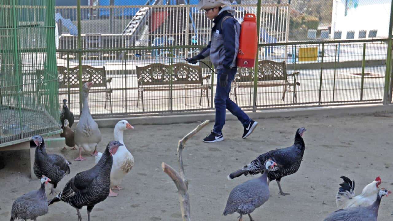 A worker at a zoo in Chuncheon