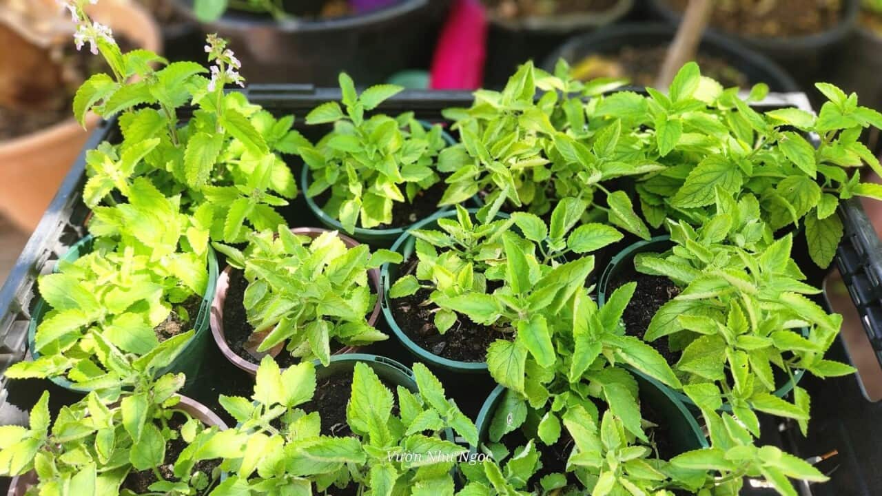 Chinese Artichokes main photo.jpg