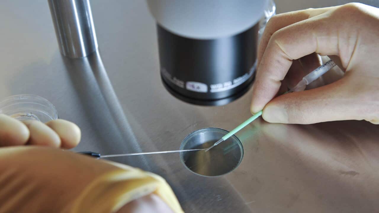 A scientist works during an IVF process