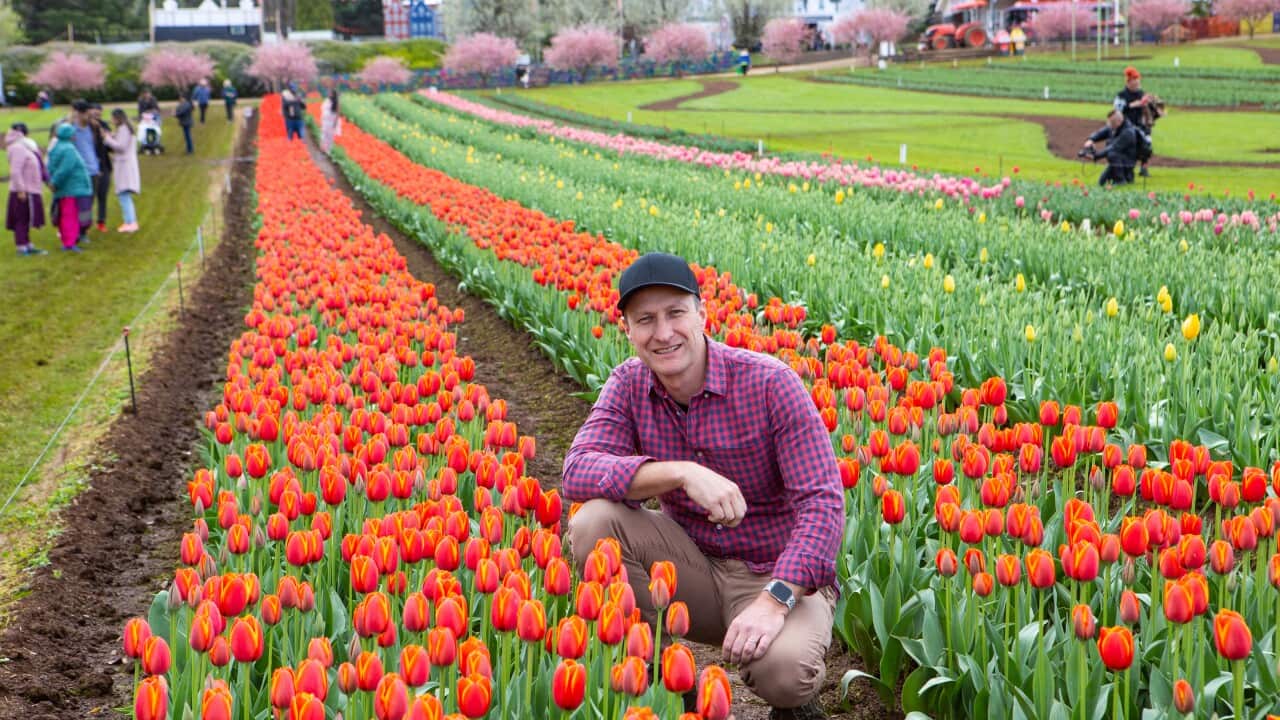 Paul Tesselaar between the tulips at the Tesselaar Tulip Festival, Silvan (VIC), September 2022