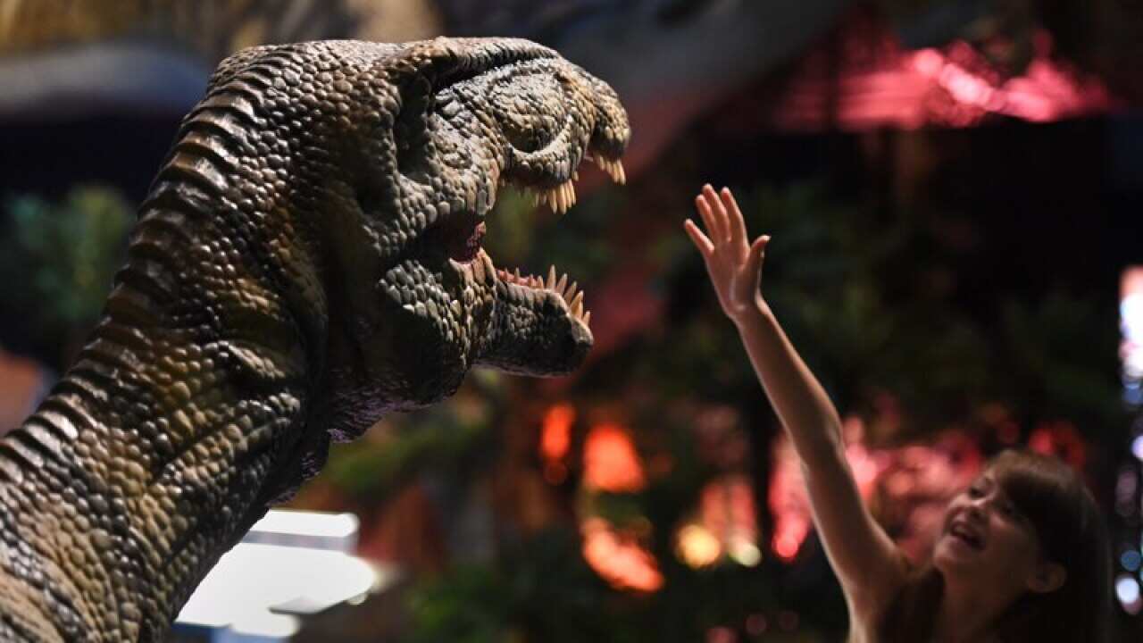 A girl tries to reach a baby Spinosaurus display in Brisbane