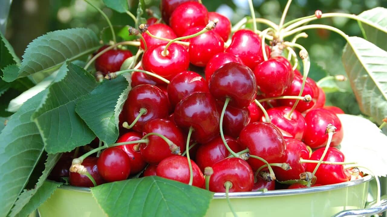 Cherries Harvest Collection Garden Fruit