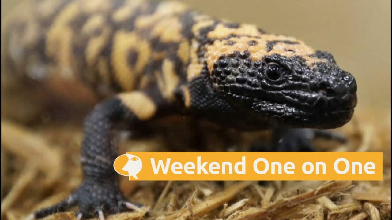 A model of Bolg (AP).jpg