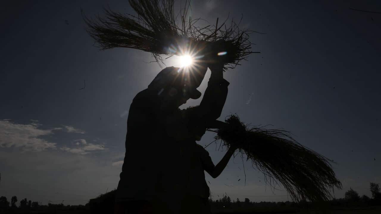 India rice harvest