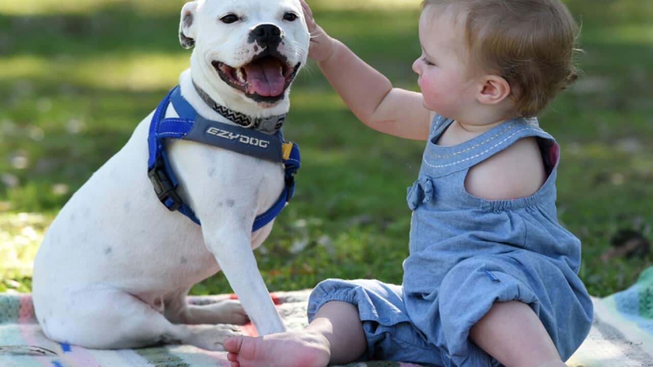 Ella with her Staffy Boston Terrier cross Snowy