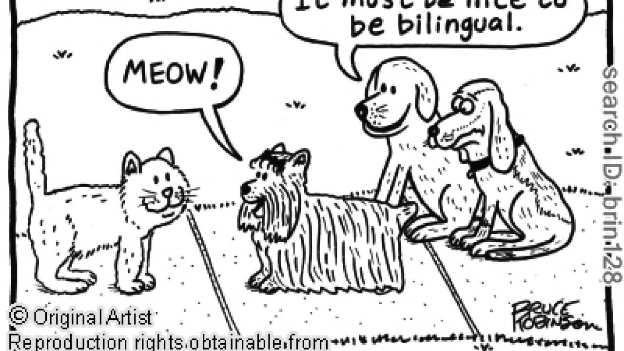 Bilingual cartoon