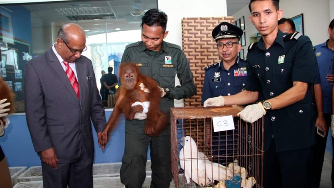 Orangutans saved as Malaysia foils high-seas bid