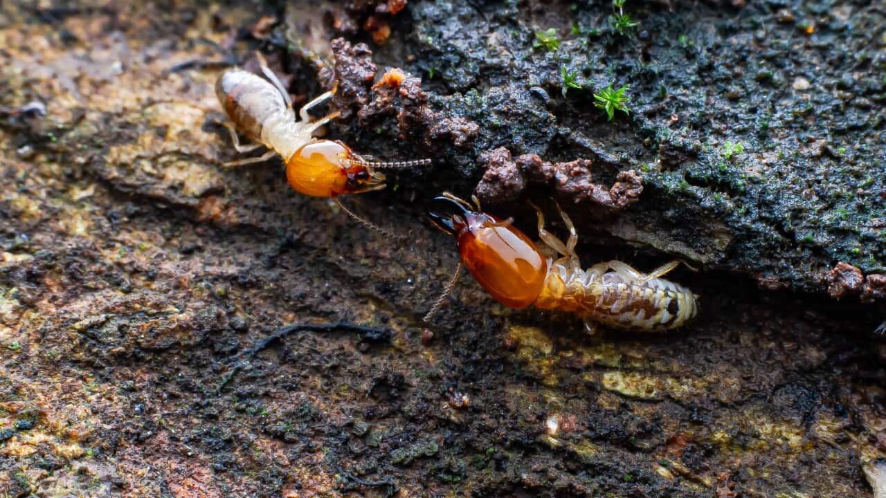 The hidden life around Ngong forest in Nairobi, Kenya - 10 Mar 2026
