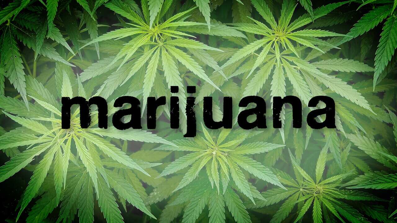 marijuana