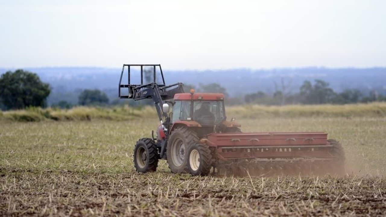 A dairy farmer sows barley.