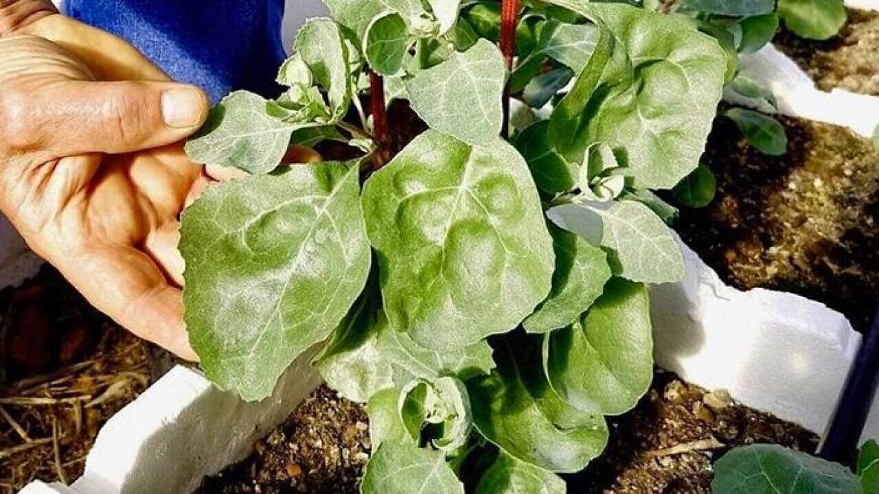 Indigenous native herbs
