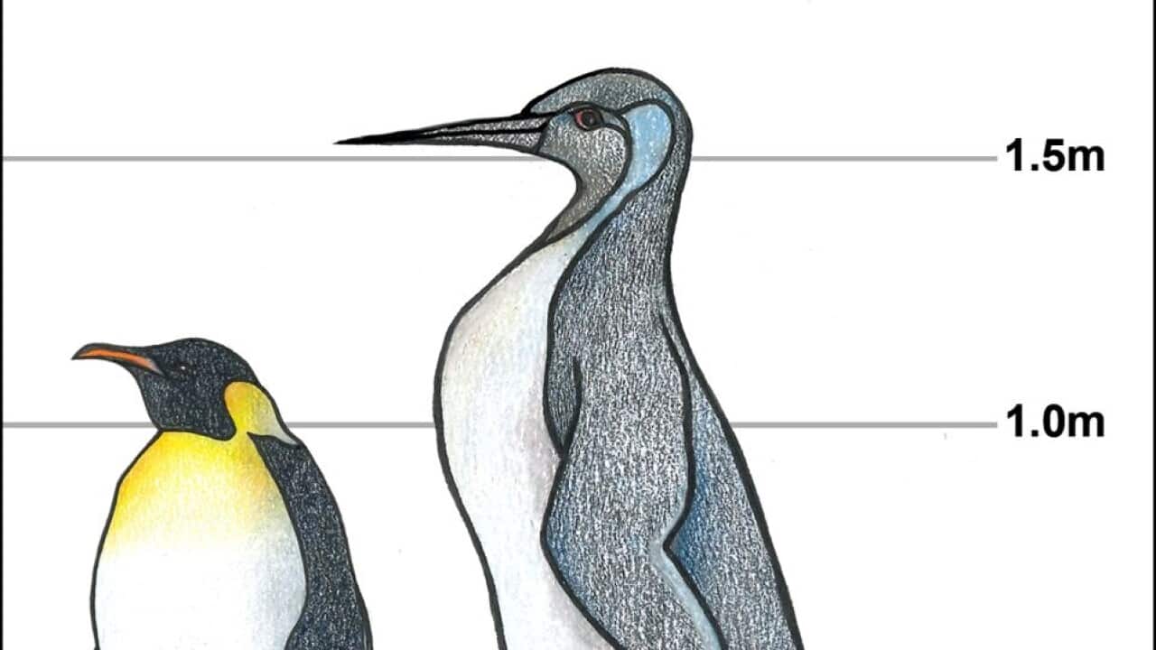 Pingüino gigante vs emperador