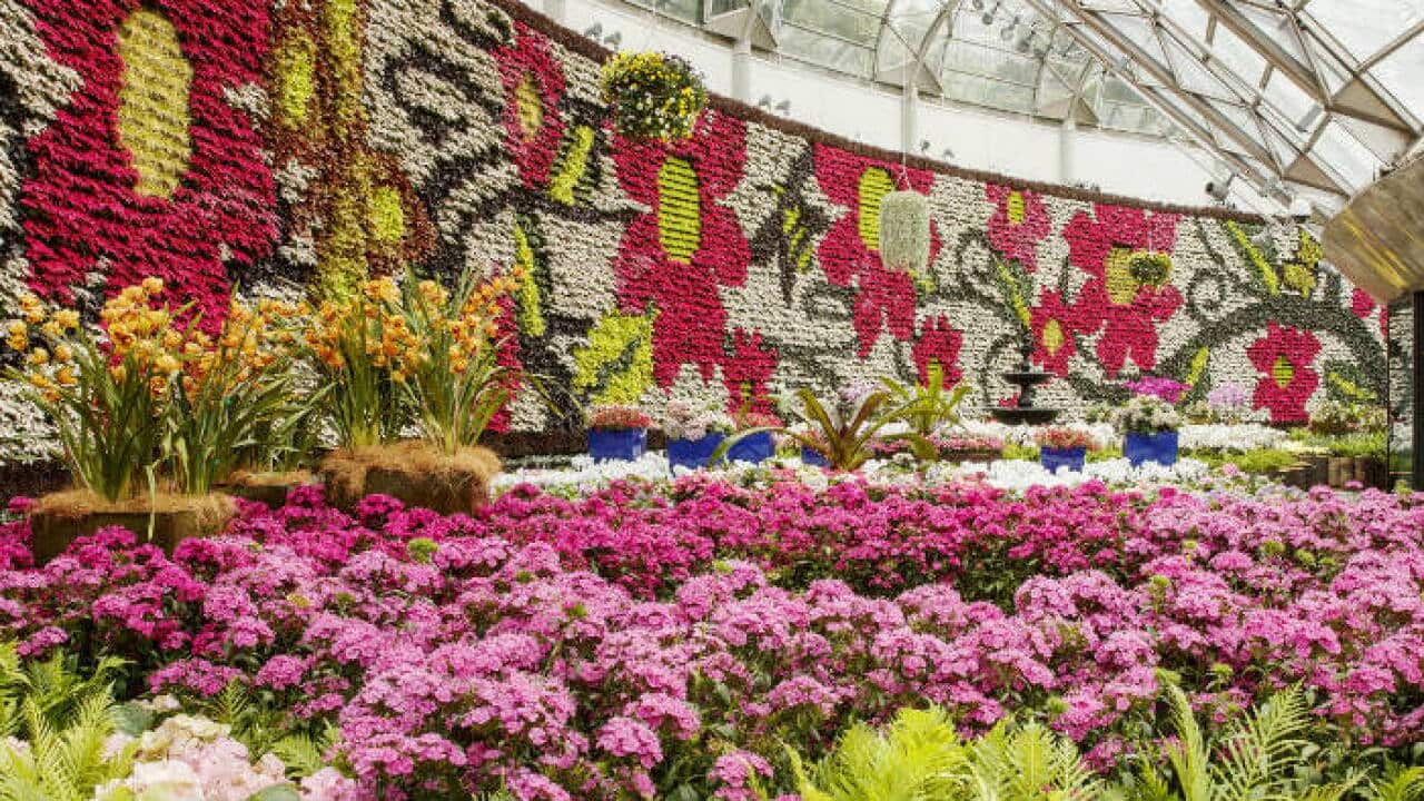 All About Flowers & The Calyx