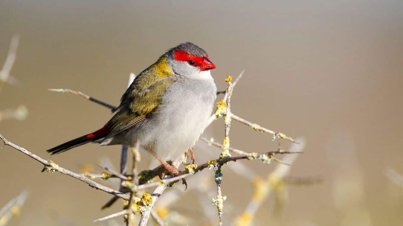 Red-browed finch (Supplied CSIRO, Ron Greer).jpeg
