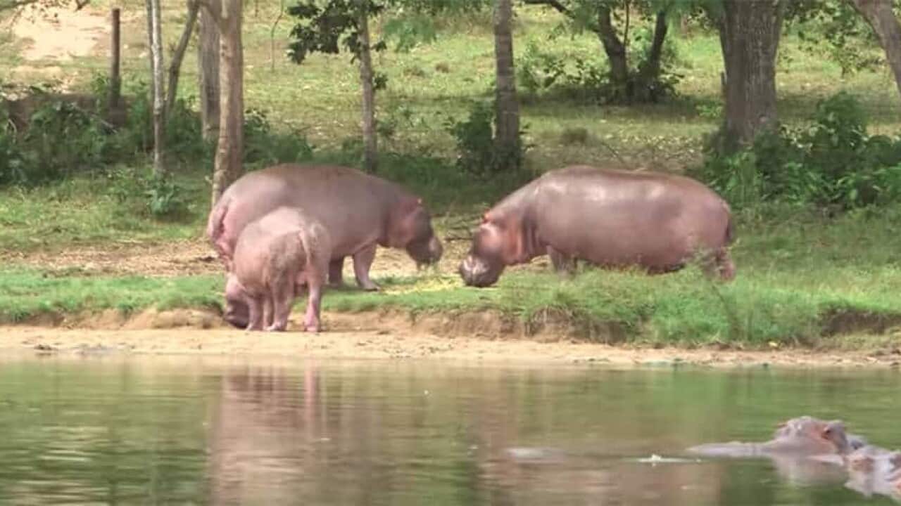hippos-roaming-colombia.jpg