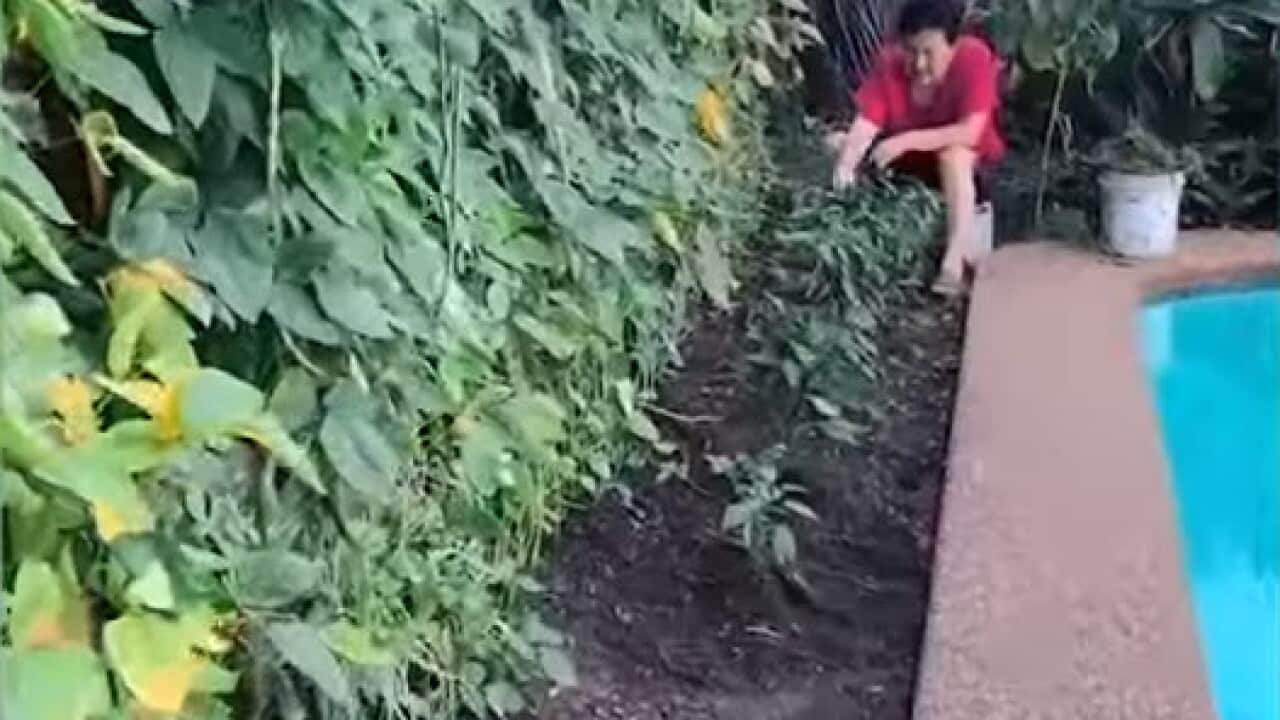 中國大媽到澳洲,瞬間鏟平澳洲女婿的後園,改種辣椒和蔬菜。