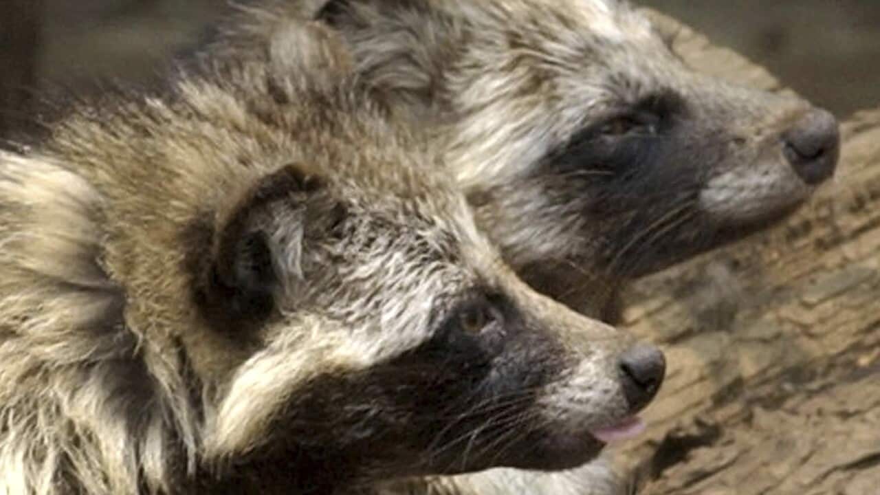 Raccoon dogs in a cage