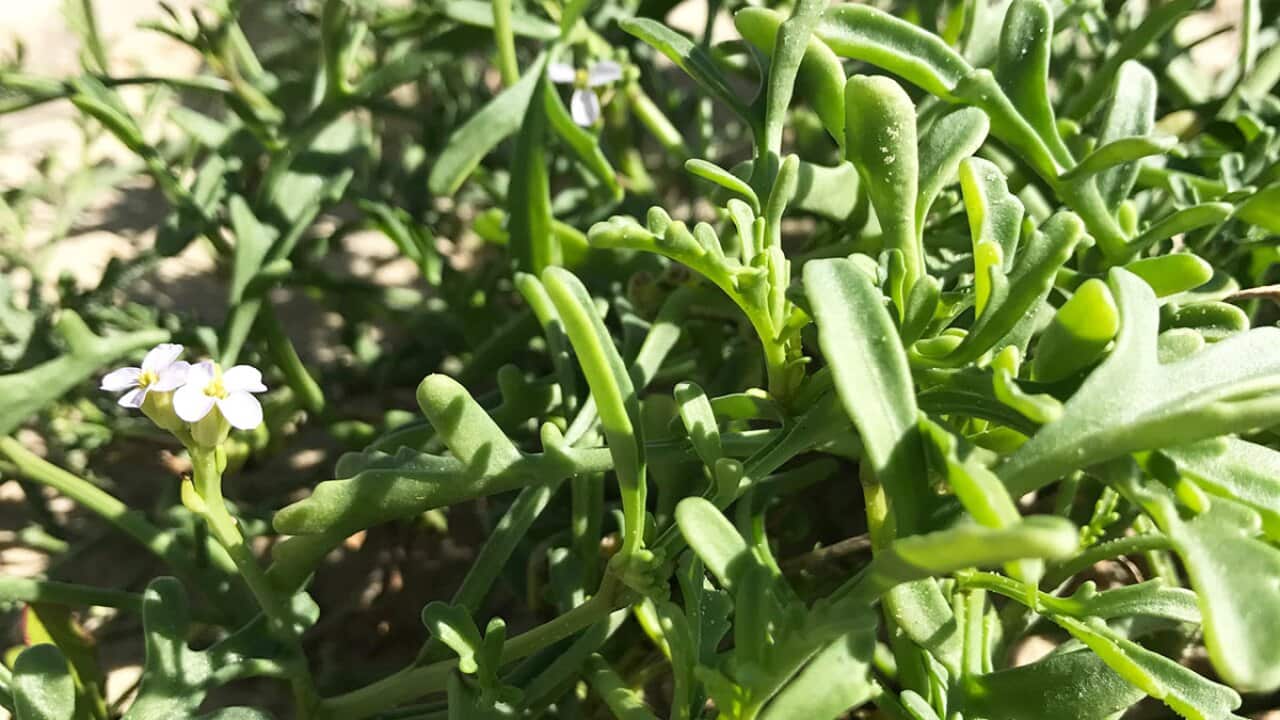 Wild sea greens (type unknown)