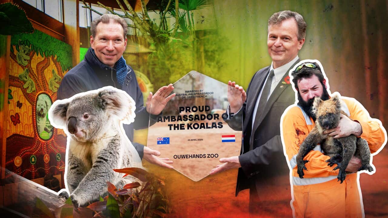 KOALA CONSERVATION HEADER 16X9.jpg