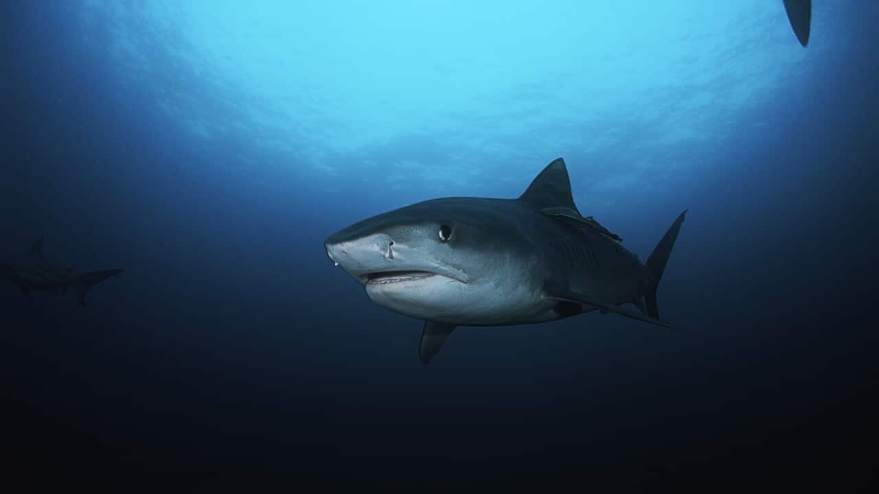 tigershark_140127_AAP.jpg