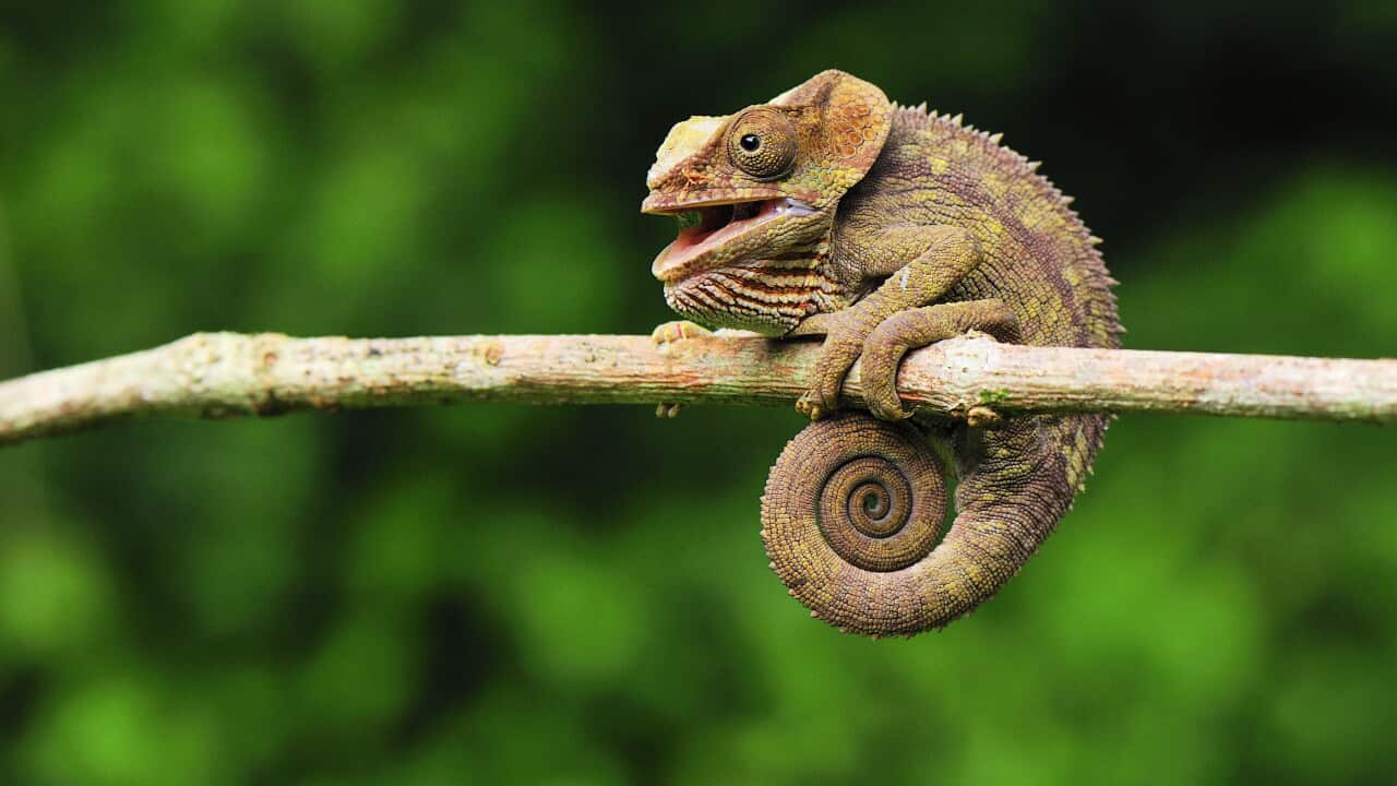 Short-horned Chameleon / Elephant-eared Chameleon (Stock/Ardea Picture Library)