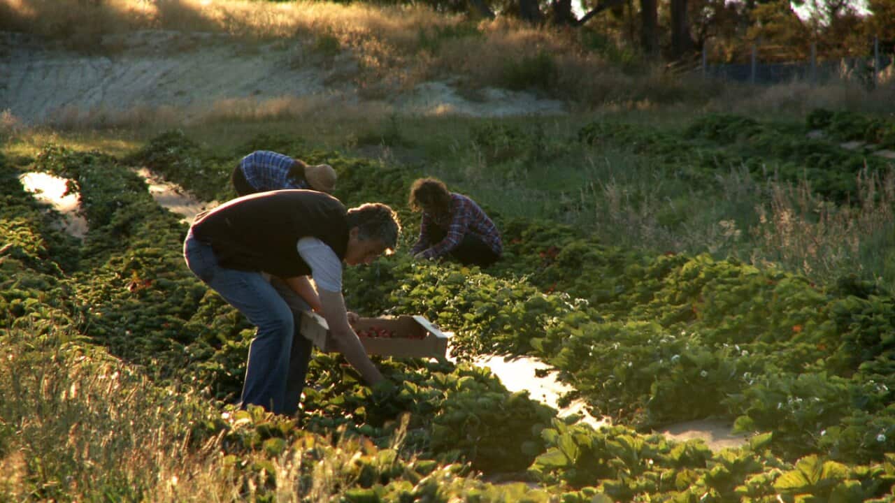 Episode 8: Gourmet Farmer