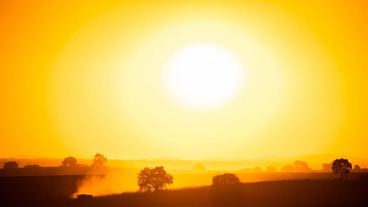 A grain harverster at sunset