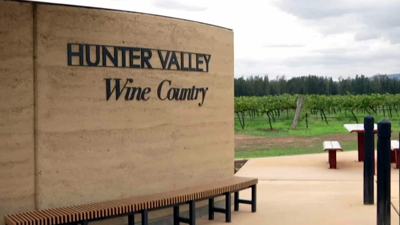 Hunter Valley vines