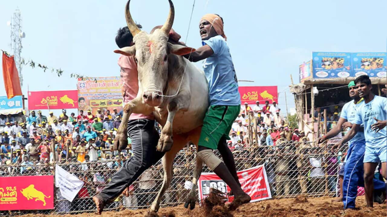 Jallikattu