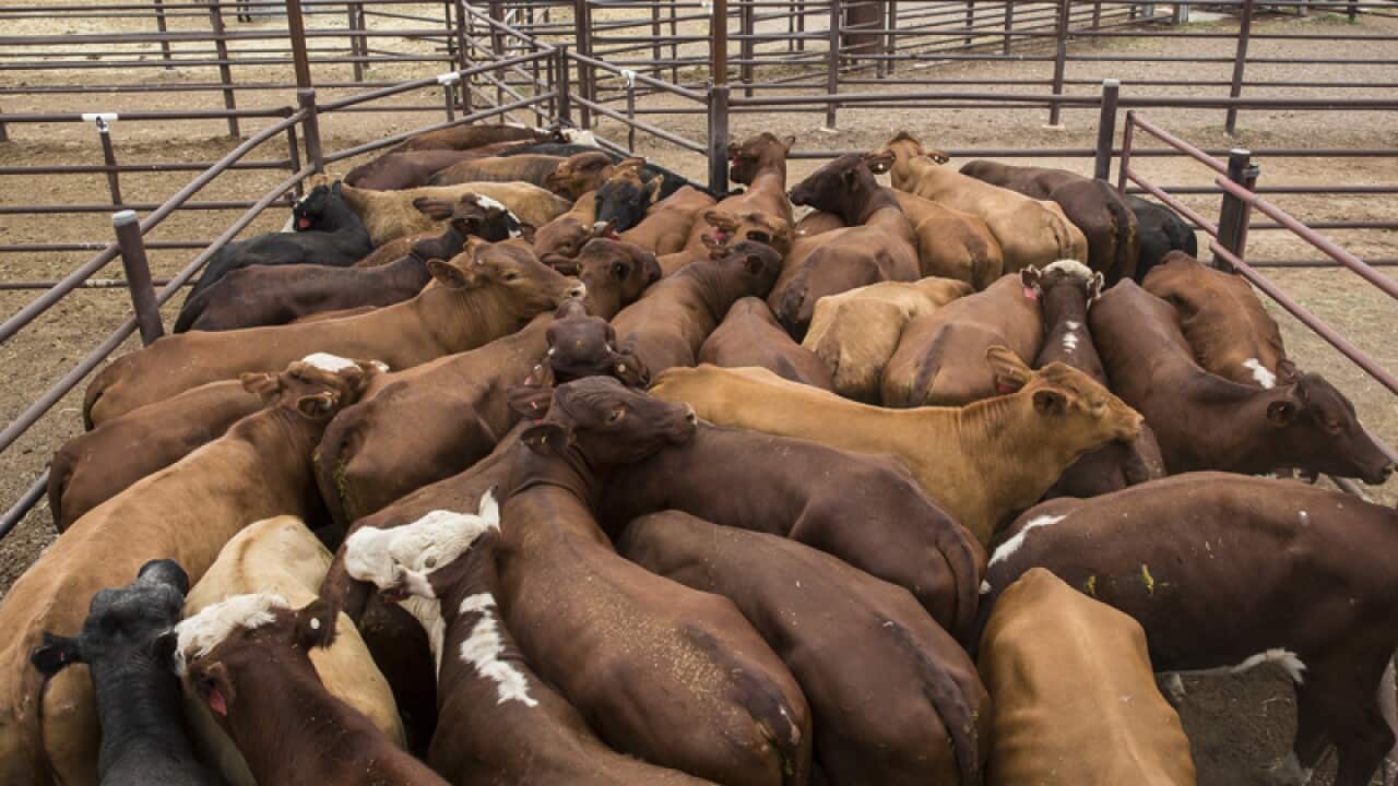 Australian cattle destined for live export