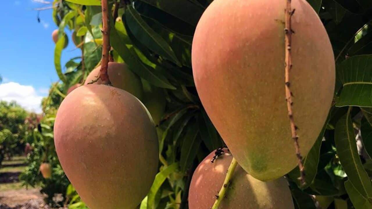 The National Farmers’ Federation has welcomed the pilot program, saying it is a "pragmatic decision" needed to save this season's mango harvest.