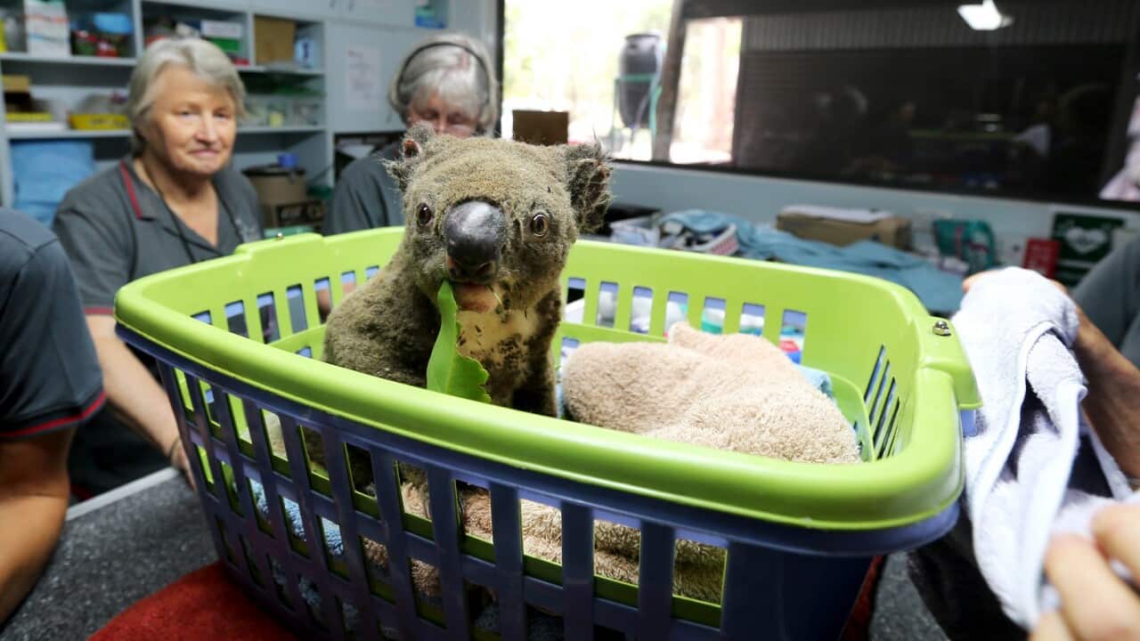Paul the koala at the Port Macquarie Koala Hospital, which has received more than $3.7 million in GoFundMe donations