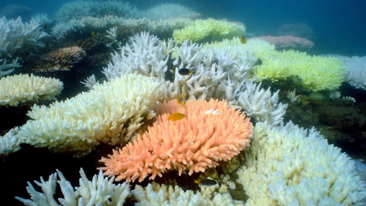 Coral bleaching at North Keppel Island on the Great Barrier Reef